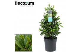 Laurus nobilis Laurus nobilis Piramide 5000 gram