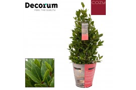 Laurus nobilis Laurus nobilis Piramide Cozy 5000 gram