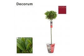 Laurus nobilis Laurus nobilis Bol op stam Cozy 5000 gram 30 cm diamete