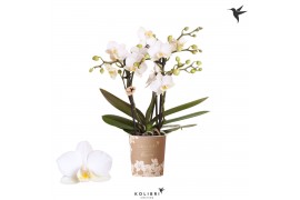 Phalaenopsis multiflora wit 3 tak zurich kolibri orchids