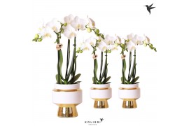 Phalaenopsis multiflora wit 3 tak in le chic gold kolibri orchids