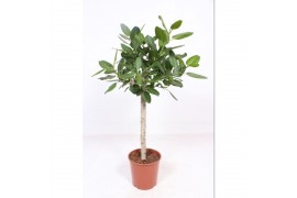 Ficus benghalensis audrey stam