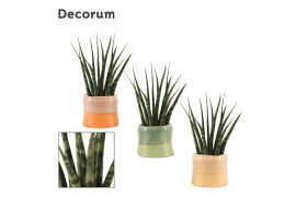 Sansevieria fernwood decorum in evita craft world