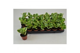 Peperomia obtusiifolia green gold