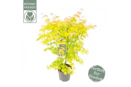 Acer palmatum orange dream