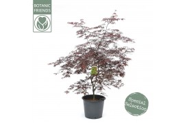 Acer palmatum black lace