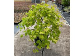 Acer shirasawanum moonrise