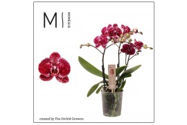 Phalaenopsis spirit red 3 tak mimesis