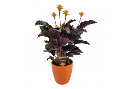 Calathea crocata tassmania 5/6 bloem in evana keramiek oranje