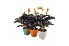 Calathea crocata tassmania 5/6 bloem in evana keramiek mix