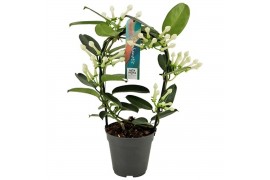 Stephanotis floribunda Boog - 5-6+ bloemtros