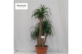 Beaucarnea recurvata vertakt op nummer 22