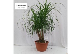 Beaucarnea recurvata vertakt nummer 55