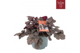 Heuchera indian summer silver