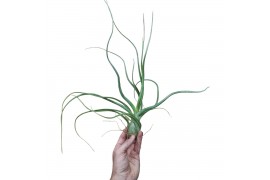 Tillandsia baileyi XXL