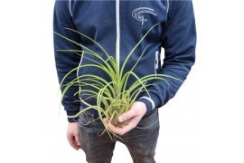 Tillandsia melanocrater XXL