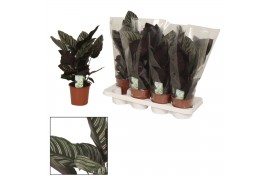 Calathea sanderiana Ornata