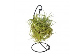 Tillandsia arrangement Tillandsia ionantha clumb hanger medium 1 pp