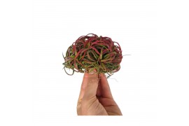 Tillandsia ionantha clumb large red