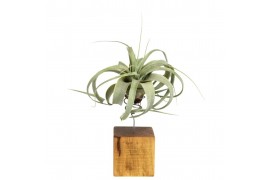 Tillandsia arrangement Tillandsia xerographica bonsai houtblok small 1