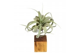 Tillandsia arrangement Tillandsia xerographica bonsai houtblok large 1