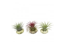 Tillandsia arrangement Tillandsia schelp standaard ionantha 1 pp