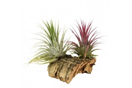 Tillandsia arrangement Tillandsia Kurkhout small 1 pp 2 bl.