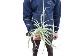 Tillandsia straminea XXL