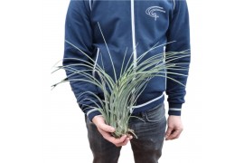 Tillandsia Tillandsia Juncifolia XXL 1 bl.