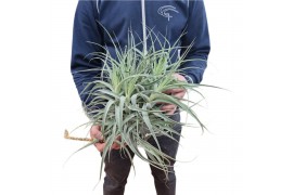 Tillandsia straminea clumb XXL