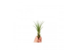 Tillandsia Tillandsia Melanocrater Bonsai (baby) 1 bl.