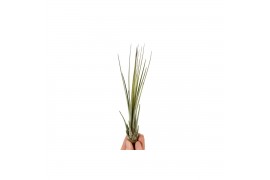 Tillandsia Tillandsia juncea Bonsai (baby) 1 bl.