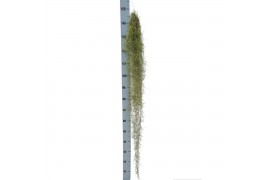 Tillandsia usneoides Tillandsia usneoides green extreme 140 cm  cm