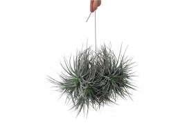 Tillandsia Tillandsia silver clumb XXL 1 bl.