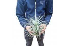 Tillandsia tectorum XXL