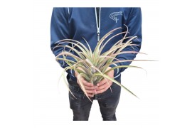 Tillandsia Tillandsia Brachycaulus XXL 1 bl.