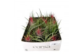 Tillandsia Tillandsia CS mix X30 1 bl.