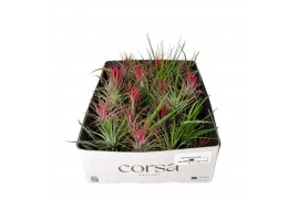 Tillandsia Tillandsia CS mix x40 1 bl.