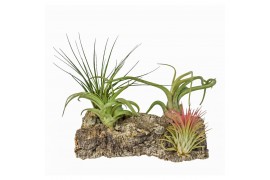 Tillandsia arrangement Tillandsia Kurkhout large 1 pp 1 bl.