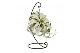 Tillandsia xerographica Tillandsia King xero hanger 1 bl.