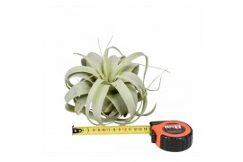 Tillandsia xerographica tillandsia xerographica x8 overige bl.