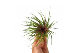 Tillandsia Tillandsia Rainforest Red Large 1 bl.