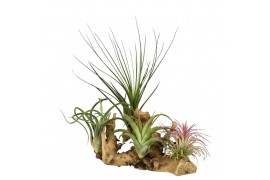 Tillandsia arrangement tillandsia hout large 1 pp 4 bl.