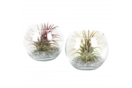 Tillandsia arrangement glas bol small