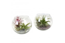 Tillandsia arrangement glas bol medium