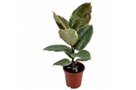 Ficus elastica tineke Ficus elastica Tineke 17 cm 1 pp