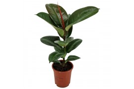 Ficus elastica robusta Ficus elastica Robusta 17 cm 1 pp