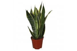 Sansevieria star canary