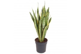 Sansevieria trifasciata laurentii