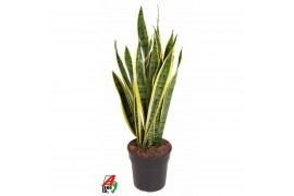 Sansevieria trifasciata laurentii